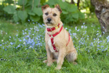 RUFFL, Hund, Mischlingshund in Lauf - Bild 17