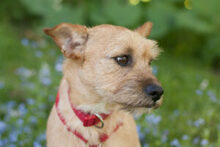 RUFFL, Hund, Mischlingshund in Lauf - Bild 18