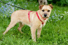 RUFFL, Hund, Mischlingshund in Lauf - Bild 19
