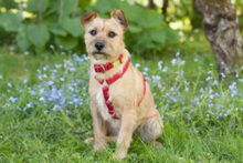 RUFFL, Hund, Mischlingshund in Lauf - Bild 20