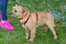 RUFFL, Hund, Mischlingshund in Lauf - Bild 21