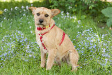 RUFFL, Hund, Mischlingshund in Lauf - Bild 4