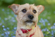 RUFFL, Hund, Mischlingshund in Lauf - Bild 5