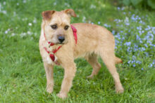 RUFFL, Hund, Mischlingshund in Lauf - Bild 6