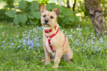 RUFFL, Hund, Mischlingshund in Lauf - Bild 7