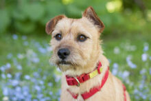 RUFFL, Hund, Mischlingshund in Lauf - Bild 8