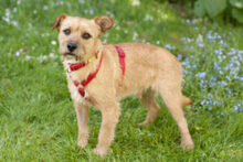 RUFFL, Hund, Mischlingshund in Lauf - Bild 9
