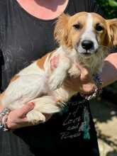 PONGO, Hund, Mischlingshund in Italien - Bild 1