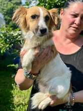 PONGO, Hund, Mischlingshund in Italien - Bild 2