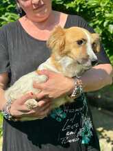 PONGO, Hund, Mischlingshund in Italien - Bild 3