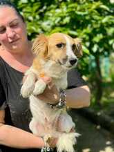 PONGO, Hund, Mischlingshund in Italien - Bild 4