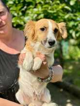 PONGO, Hund, Mischlingshund in Italien - Bild 5
