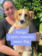PONGO, Hund, Mischlingshund in Italien - Bild 6