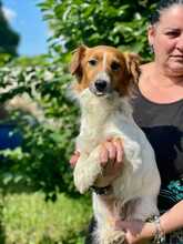 BUDDY, Hund, Mischlingshund in Italien - Bild 1