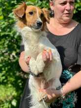 BUDDY, Hund, Mischlingshund in Italien - Bild 2