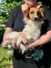 BUDDY, Hund, Mischlingshund in Italien - Bild 4