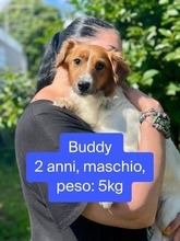 BUDDY, Hund, Mischlingshund in Italien - Bild 5