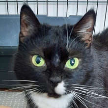 LINA, Katze, Europäisch Kurzhaar in Lauf - Bild 2