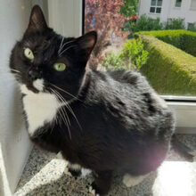 LINA, Katze, Europäisch Kurzhaar in Lauf - Bild 3