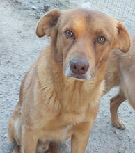 BODO, Hund, Mischlingshund in Portugal - Bild 1