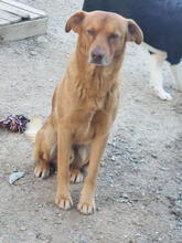 BODO, Hund, Mischlingshund in Portugal - Bild 2