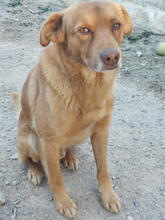 BODO, Hund, Mischlingshund in Portugal - Bild 3