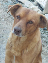 BODO, Hund, Mischlingshund in Portugal - Bild 4