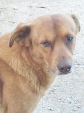 BODO, Hund, Mischlingshund in Portugal - Bild 5