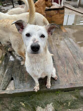 YOKU, Hund, Mischlingshund in Portugal - Bild 1