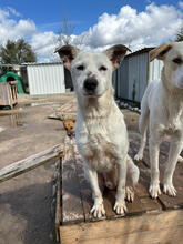 YOKU, Hund, Mischlingshund in Portugal - Bild 2