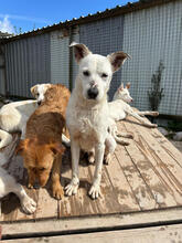YOKU, Hund, Mischlingshund in Portugal - Bild 3