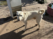 YOKU, Hund, Mischlingshund in Portugal - Bild 5