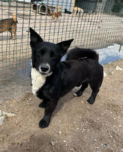 TORONTO, Hund, Mischlingshund in Portugal - Bild 1
