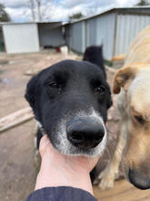 TORONTO, Hund, Mischlingshund in Portugal - Bild 2