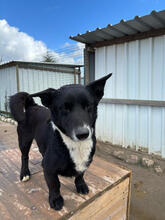 TORONTO, Hund, Mischlingshund in Portugal - Bild 3