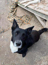 TORONTO, Hund, Mischlingshund in Portugal - Bild 4