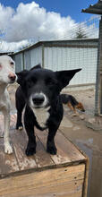 TORONTO, Hund, Mischlingshund in Portugal - Bild 5