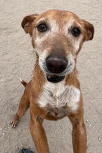 TOFFI, Hund, Mischlingshund in Portugal - Bild 1