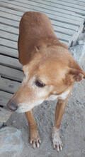 TOFFI, Hund, Mischlingshund in Portugal - Bild 2