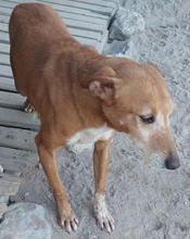 TOFFI, Hund, Mischlingshund in Portugal - Bild 3