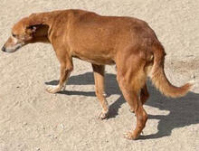 TOFFI, Hund, Mischlingshund in Portugal - Bild 4