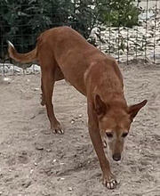 TOFFI, Hund, Mischlingshund in Portugal - Bild 5