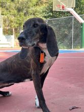 LEIA, Hund, Mischlingshund in Griechenland - Bild 1