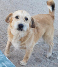 KALEO, Hund, Mischlingshund in Portugal - Bild 1