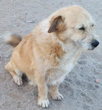 KALEO, Hund, Mischlingshund in Portugal - Bild 3