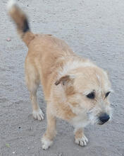 KALEO, Hund, Mischlingshund in Portugal - Bild 4