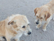 KALEO, Hund, Mischlingshund in Portugal - Bild 5