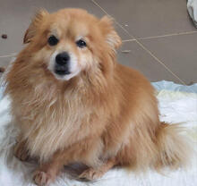 GORDON, Hund, Zwergspitz-Mix in Portugal - Bild 1
