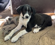 PIKO, Hund, Mischlingshund in Griechenland - Bild 1