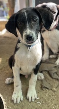 PIKO, Hund, Mischlingshund in Griechenland - Bild 13